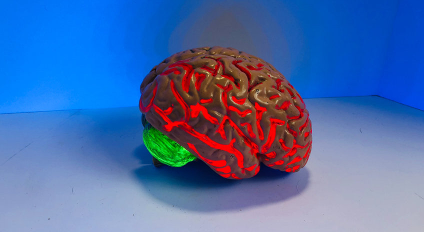Right to a Human Decision? brain, illuminated red and green
